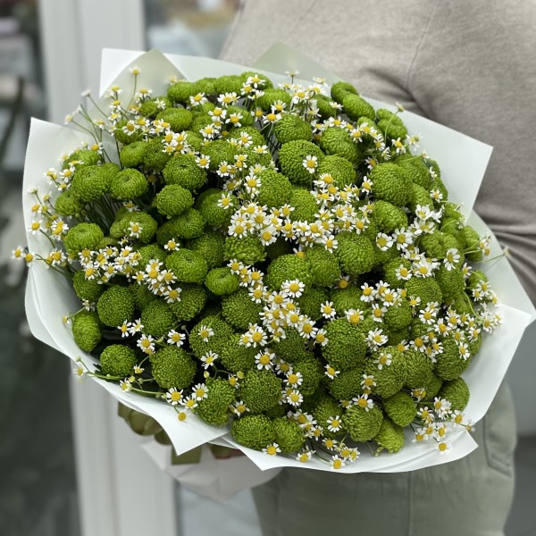 19 зеленых хризантем с ромашкой